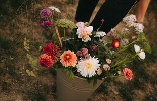 Clicks by Jolien